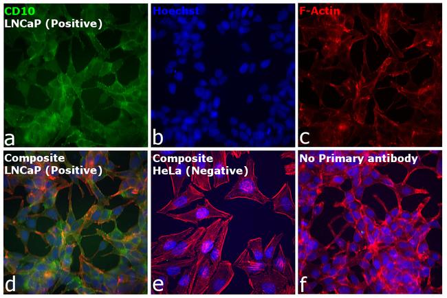 Goat IgG (H+L) Cross-Adsorbed Secondary Antibody in Immunocytochemistry (ICC/IF)