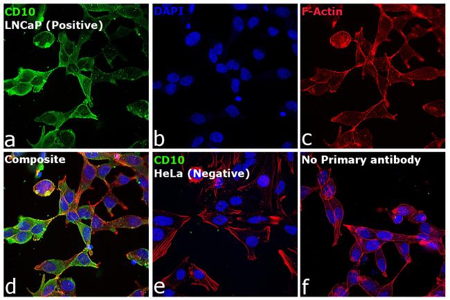 Goat IgG (H+L) Cross-Adsorbed Secondary Antibody in Immunocytochemistry (ICC/IF)