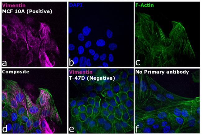 Rabbit IgG (H+L) Cross-Adsorbed Secondary Antibody in Immunocytochemistry (ICC/IF)