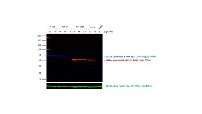 Mouse IgG (H+L) Highly Cross-Adsorbed Secondary Antibody in Western Blot (WB)