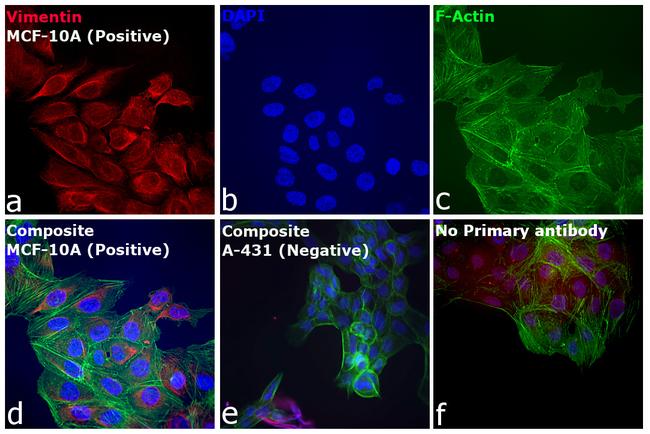 Rabbit IgG (H+L) Highly Cross-Adsorbed Secondary Antibody in Immunocytochemistry (ICC/IF)