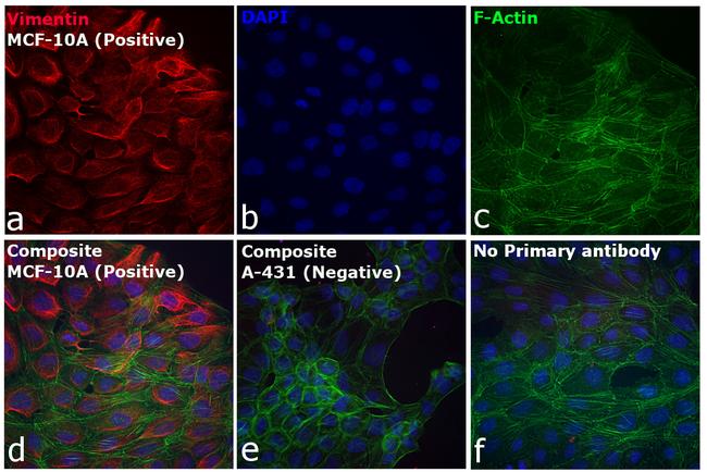 Rabbit IgG (H+L) Cross-Adsorbed Secondary Antibody in Immunocytochemistry (ICC/IF)