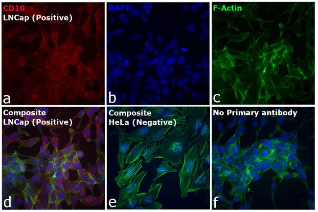 Goat IgG (H+L) Cross-Adsorbed Secondary Antibody in Immunocytochemistry (ICC/IF)