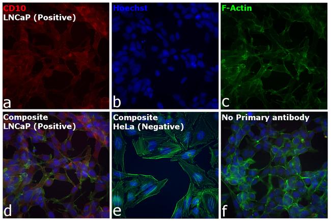 Goat IgG (H+L) Cross-Adsorbed Secondary Antibody in Immunocytochemistry (ICC/IF)