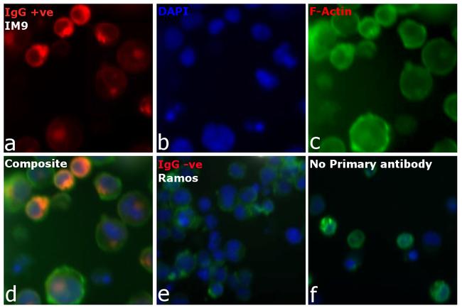 Human IgG (H+L) Cross-Adsorbed Secondary Antibody in Immunocytochemistry (ICC/IF)