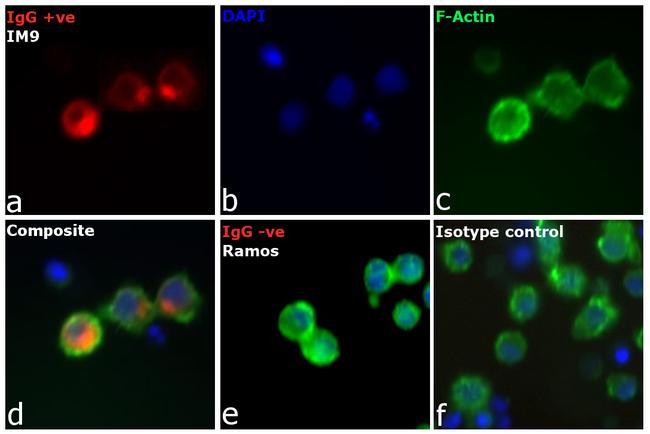 Human IgG (H+L) Cross-Adsorbed Secondary Antibody in Immunocytochemistry (ICC/IF)