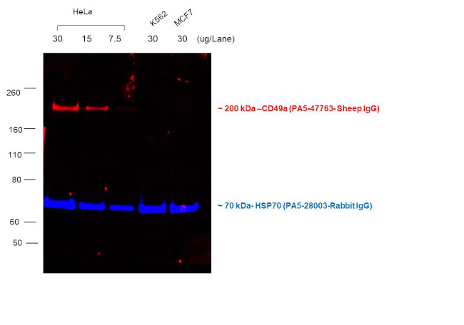 Sheep IgG (H+L) Cross-Adsorbed Secondary Antibody in Western Blot (WB)