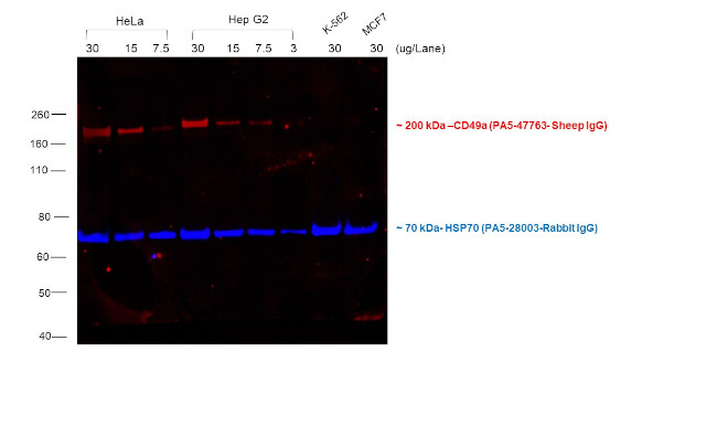 Sheep IgG (H+L) Cross-Adsorbed Secondary Antibody in Western Blot (WB)