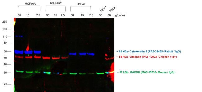 Chicken IgY (H+L) Cross-Adsorbed Secondary Antibody in Western Blot (WB)