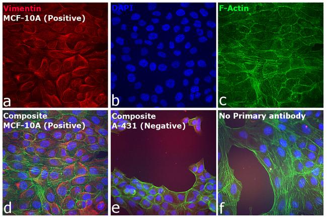 Rabbit IgG (H+L) Highly Cross-Adsorbed Secondary Antibody in Immunocytochemistry (ICC/IF)