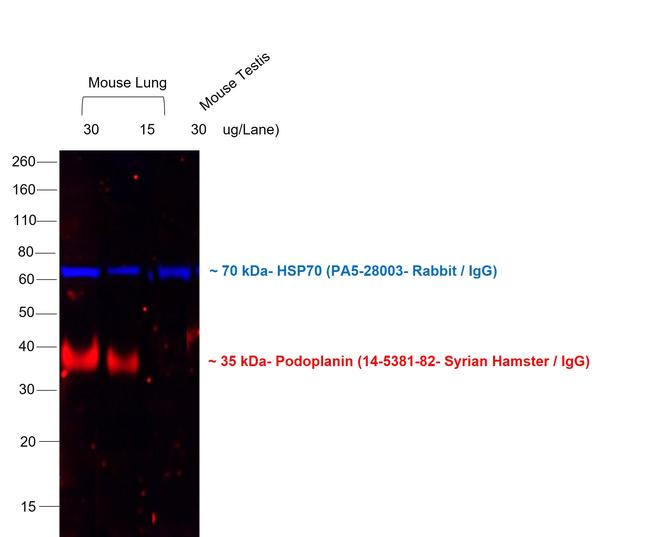 Syrian Hamster IgG (H+L) Cross-Adsorbed Secondary Antibody in Western Blot (WB)