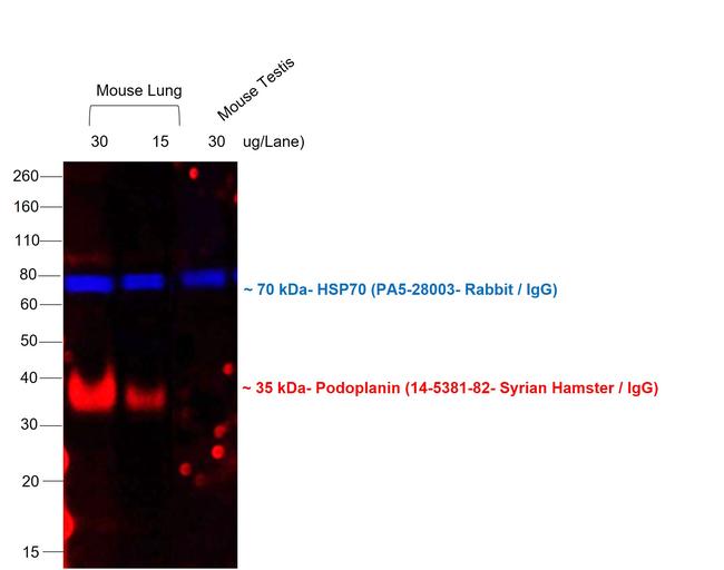 Syrian Hamster IgG (H+L) Cross-Adsorbed Secondary Antibody in Western Blot (WB)