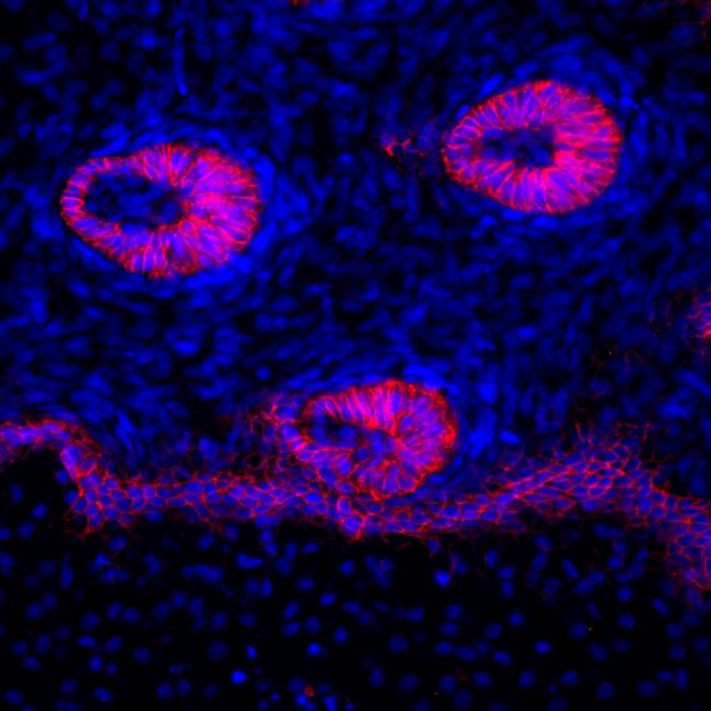 Mouse IgG1 Cross-Adsorbed Secondary Antibody in Immunohistochemistry (Frozen) (IHC (F))