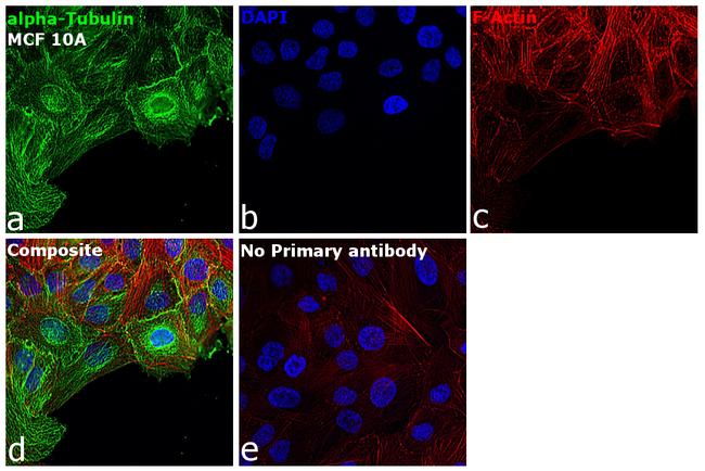 Mouse IgG3 Cross-Adsorbed Secondary Antibody in Immunocytochemistry (ICC/IF)