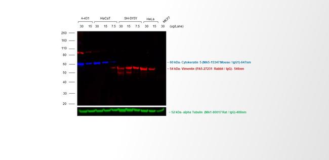 Mouse IgG (H+L) Cross-Adsorbed Secondary Antibody in Western Blot (WB)