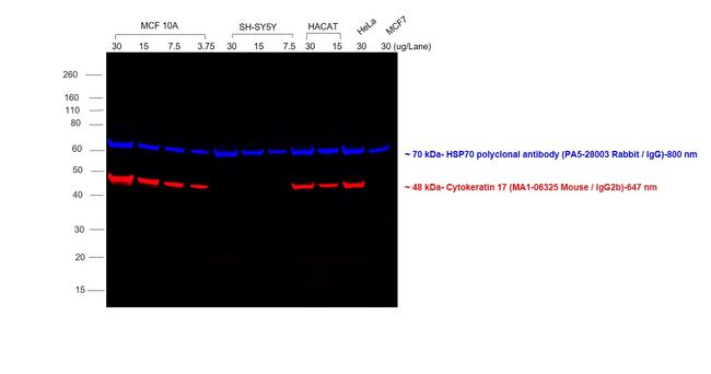 Mouse IgG2b Cross-Adsorbed Secondary Antibody in Western Blot (WB)