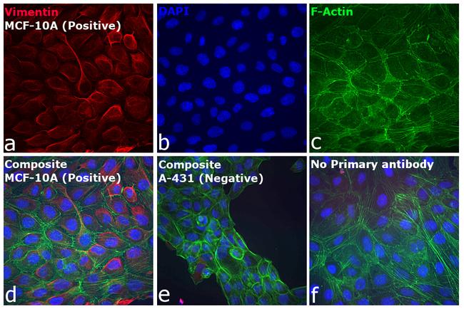 Rabbit IgG (H+L) Cross-Adsorbed Secondary Antibody in Immunocytochemistry (ICC/IF)