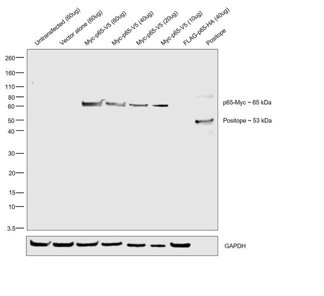 Myc Tag Antibody in Western Blot (WB)