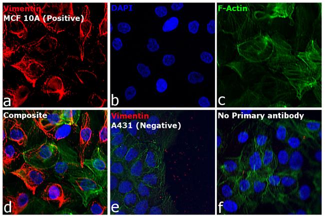 Mouse IgM (Heavy chain) Cross-Adsorbed Secondary Antibody in Immunocytochemistry (ICC/IF)