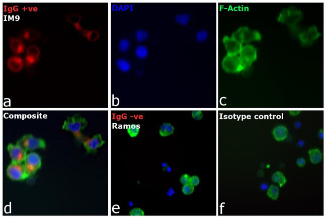 Human IgG (H+L) Cross-Adsorbed Secondary Antibody in Immunocytochemistry (ICC/IF)