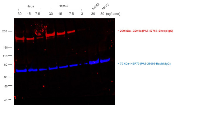 Sheep IgG (H+L) Cross-Adsorbed Secondary Antibody in Western Blot (WB)