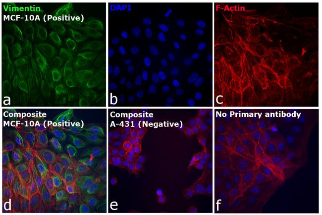 Rabbit IgG (H+L) Cross-Adsorbed Secondary Antibody in Immunocytochemistry (ICC/IF)