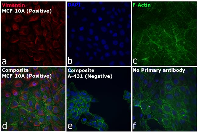 Rabbit IgG (H+L) Cross-Adsorbed Secondary Antibody in Immunocytochemistry (ICC/IF)