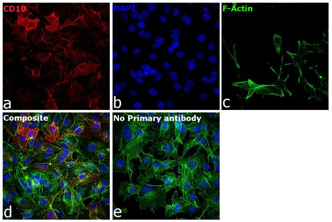 Sheep IgG (H+L) Cross-Adsorbed Secondary Antibody in Immunocytochemistry (ICC/IF)