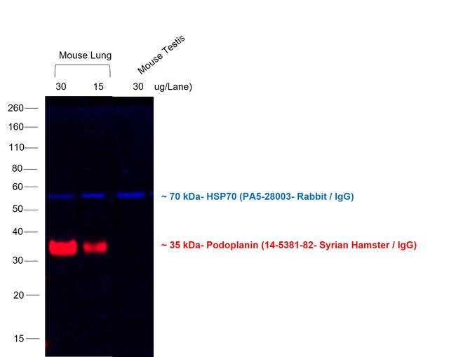 Syrian Hamster IgG (H+L) Cross-Adsorbed Secondary Antibody in Western Blot (WB)