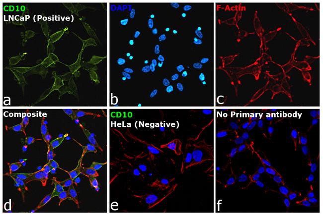 Goat IgG (H+L) Cross-Adsorbed Secondary Antibody in Immunocytochemistry (ICC/IF)