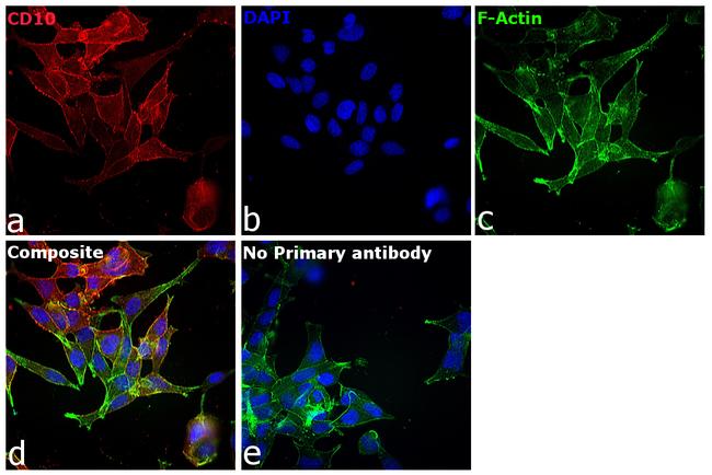 Goat IgG (H+L) Cross-Adsorbed Secondary Antibody in Immunocytochemistry (ICC/IF)