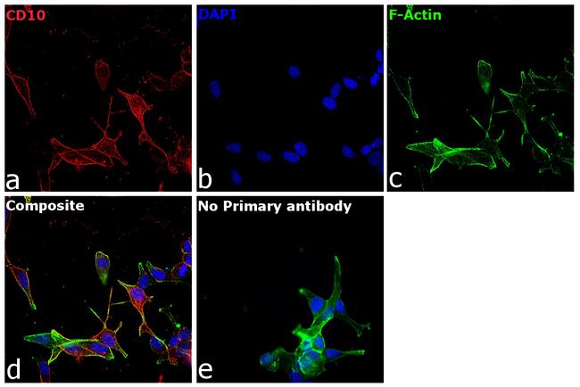 Goat IgG (H+L) Cross-Adsorbed Secondary Antibody in Immunocytochemistry (ICC/IF)