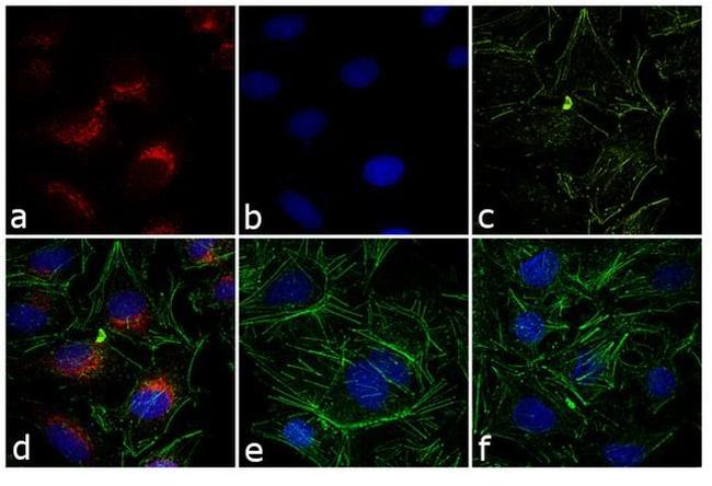 Rabbit IgG (H+L) Highly Cross-Adsorbed Secondary Antibody in Immunocytochemistry (ICC/IF)