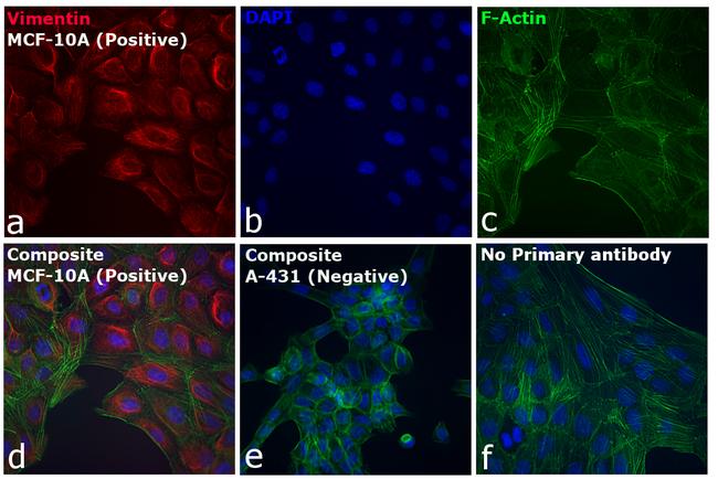 Rabbit IgG (H+L) Highly Cross-Adsorbed Secondary Antibody in Immunocytochemistry (ICC/IF)