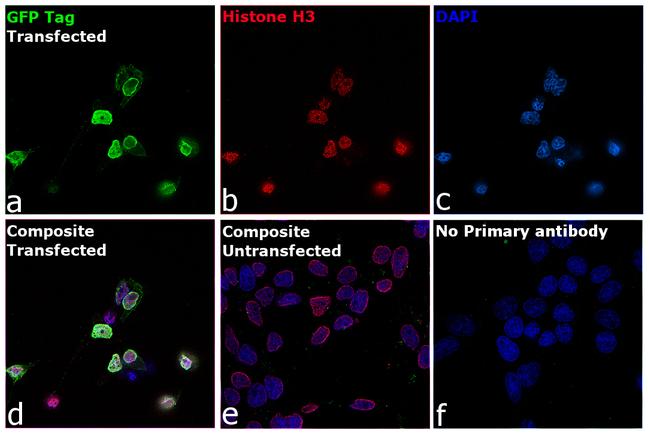 GFP Antibody in Immunocytochemistry (ICC/IF)