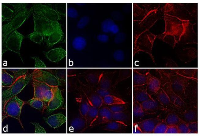 Mouse IgG, IgM (H+L) Secondary Antibody in Immunocytochemistry (ICC/IF)