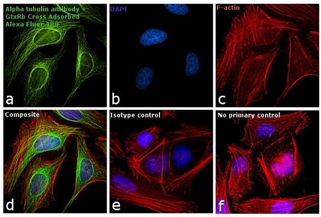 Rabbit IgG (H+L) Cross-Adsorbed Secondary Antibody in Immunocytochemistry (ICC/IF)