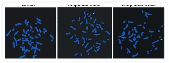 Fluorescein/Oregon Green Antibody in Immunocytochemistry (ICC/IF)