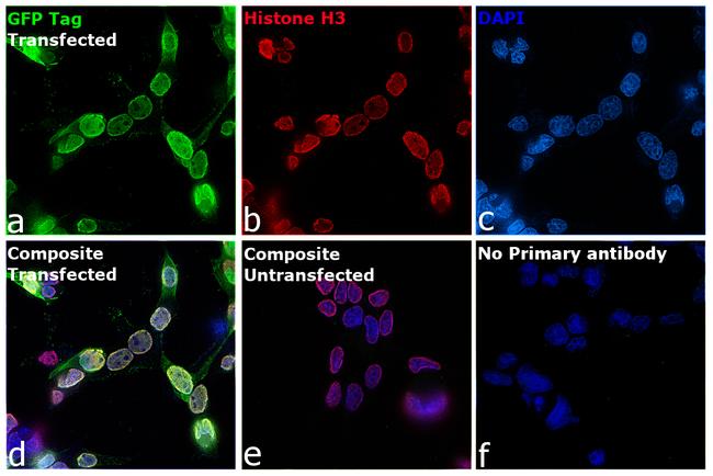 GFP Antibody in Immunocytochemistry (ICC/IF)