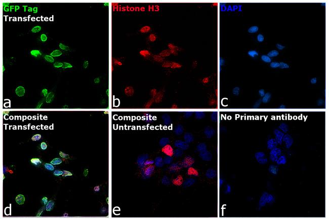 GFP Antibody in Immunocytochemistry (ICC/IF)