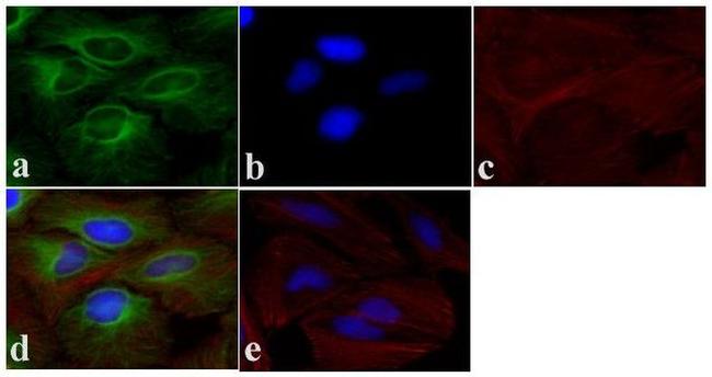 alpha Tubulin Antibody in Immunocytochemistry (ICC/IF)