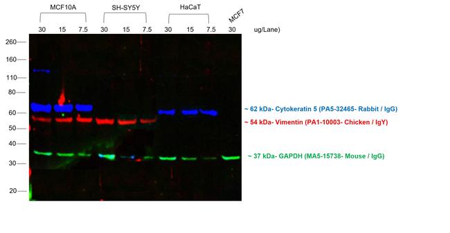 Rabbit IgG (H+L) Highly Cross-Adsorbed Secondary Antibody in Western Blot (WB)