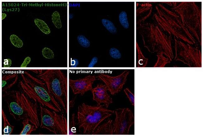 H3K27me3 Antibody in Immunocytochemistry (ICC/IF)