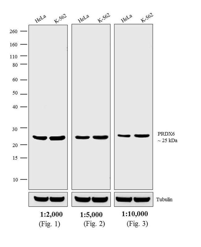 Rabbit IgG (H+L) Secondary Antibody in Western Blot (WB)