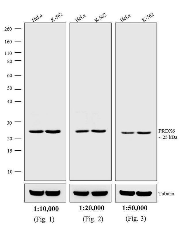 Rabbit IgG (H+L) Cross-Adsorbed Secondary Antibody in Western Blot (WB)