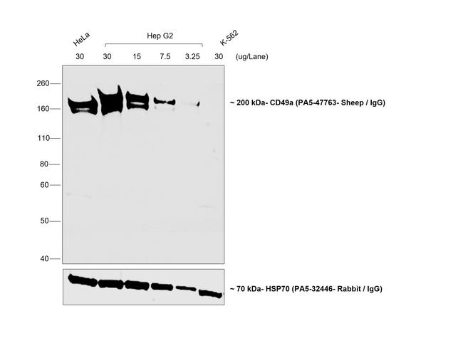 Sheep IgG (H+L) Secondary Antibody in Western Blot (WB)