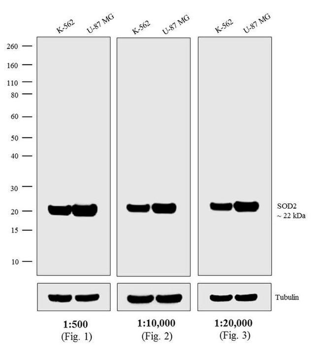 Mouse IgG (H+L) Secondary Antibody in Western Blot (WB)