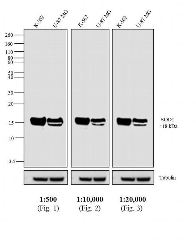 Mouse IgG Fc Secondary Antibody in Western Blot (WB)