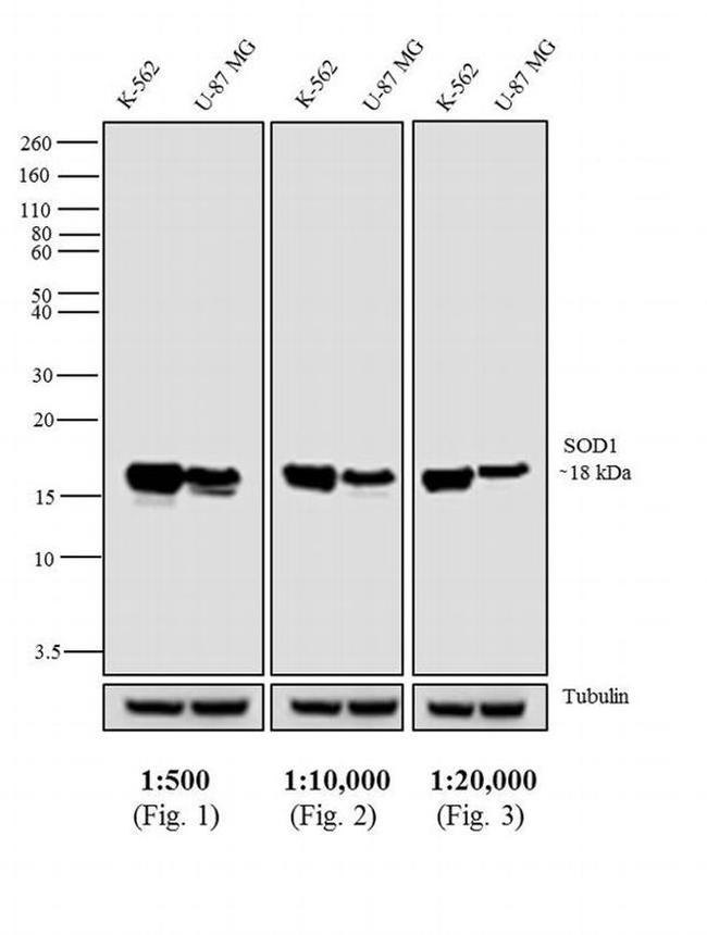 Mouse IgG Fc Cross-Adsorbed Secondary Antibody in Western Blot (WB)