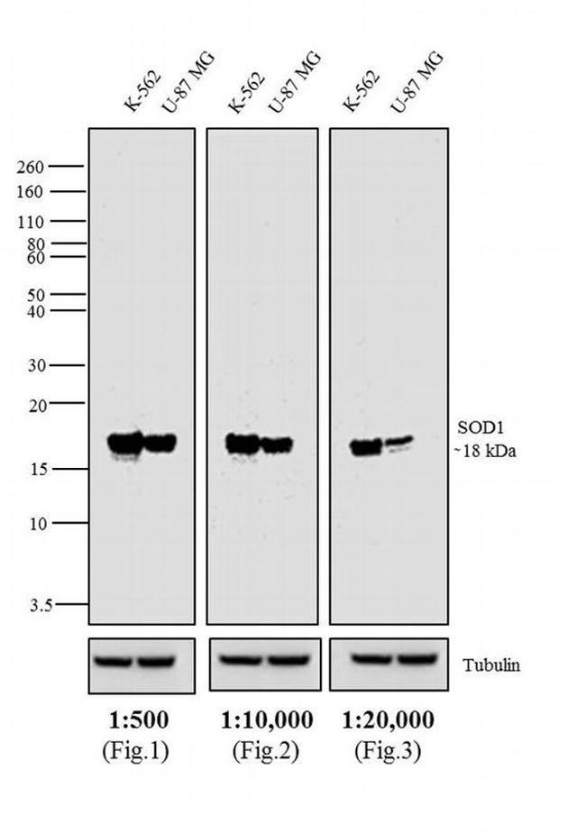 Mouse IgG Fc Cross-Adsorbed Secondary Antibody in Western Blot (WB)